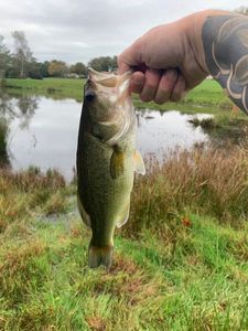 Largemouth Bass
