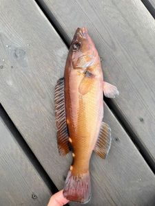 Cuckoo Wrasse