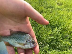 Green Sunfish