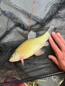 Tench