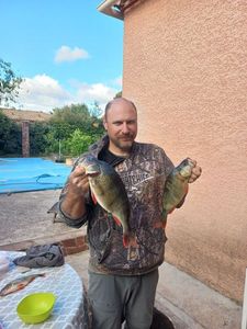 European Perch