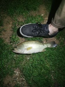 Largemouth Bass