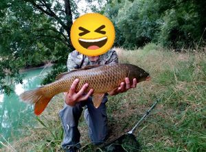 Common Carp
