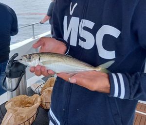 Mediterranean Horse Mackerel