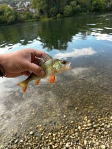 Yellow Perch