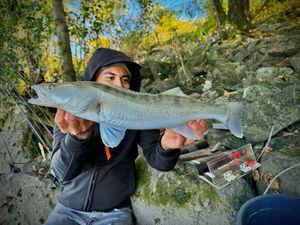 Zander