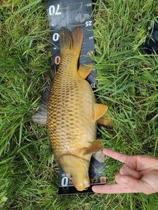 Common Carp