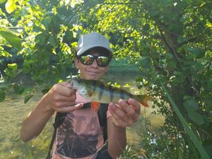 European Perch