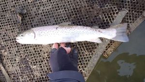 Sea Trout