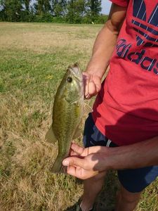 Largemouth Bass
