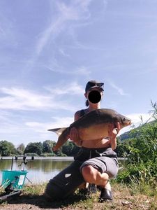 Common Carp