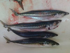 Mackerel