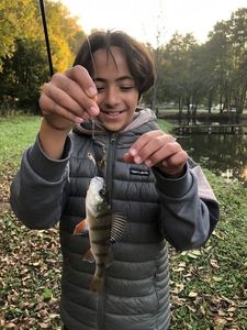 European Perch