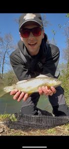 Brown Trout