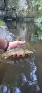 Brown Trout