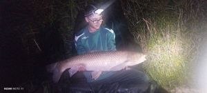 Grass Carp