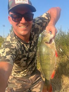 European Perch