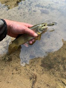 Brown Trout