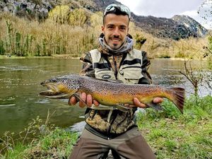 Brown Trout