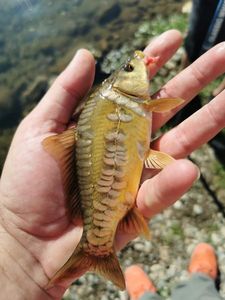 Mirror Carp