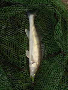 Zander
