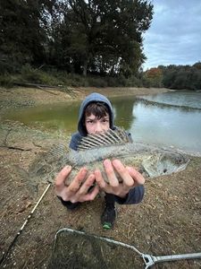 Zander