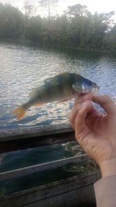 European Perch