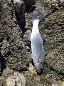 European Bass (Seabass)