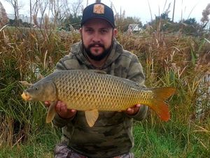 Common Carp