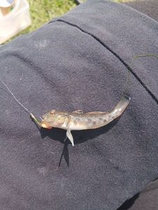 Round Goby