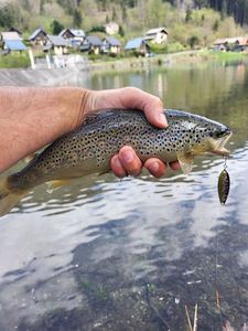 Brown Trout
