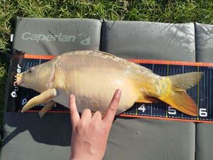 Mirror Carp
