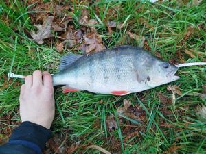 European Perch