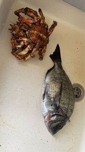 White Seabream
