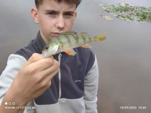 European Perch