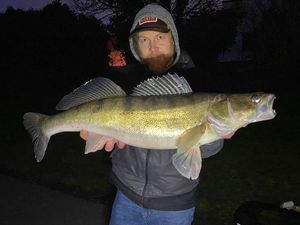 Zander