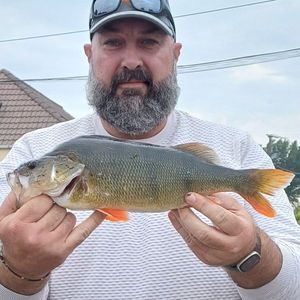 European Perch