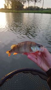 European Perch