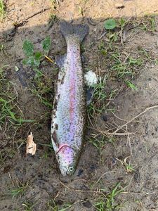 Rainbow Trout