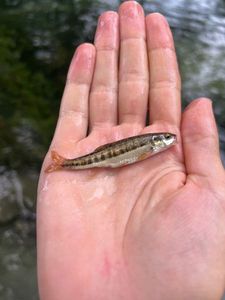 Common Minnow
