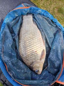Crucian Carp
