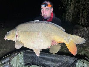 Mirror Carp