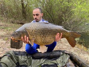 Common Carp