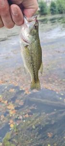 Largemouth Bass