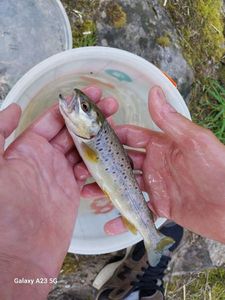 Brown Trout