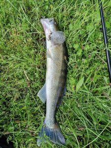 Zander