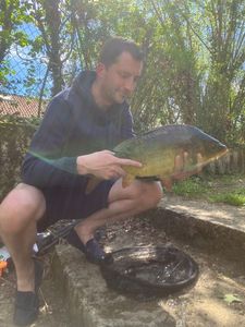 Mirror Carp