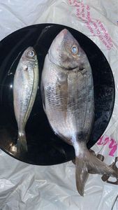 White Seabream