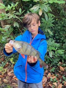 European Perch