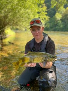 Brown Trout